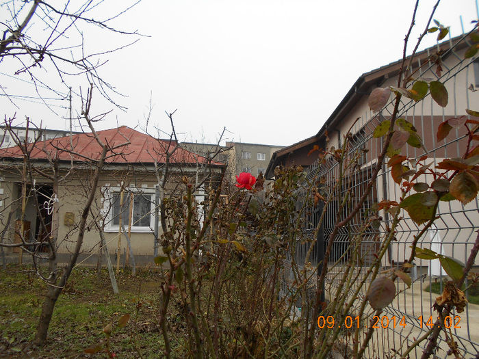 bobocel de trandafir in 2014
