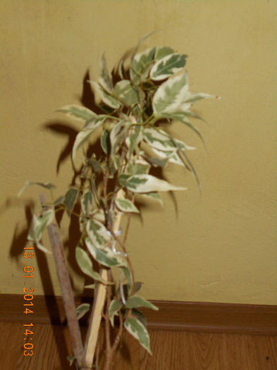 ficus benjamin