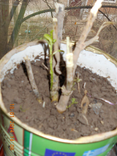 asclepsis planta de asta vara
