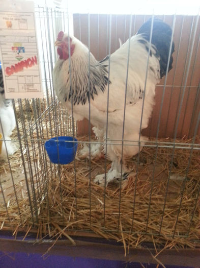 20140118_101118 - Expo Fauna Banatului 2014