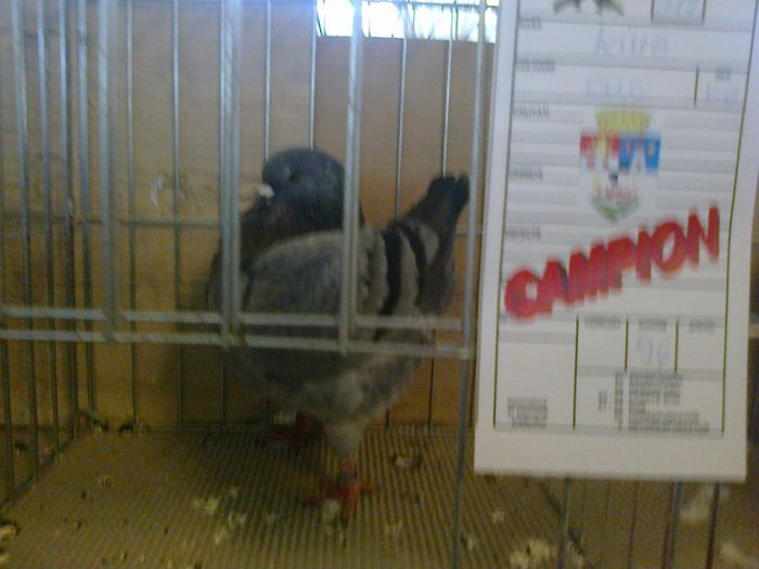 Expozitia Fauna Banatului 2014