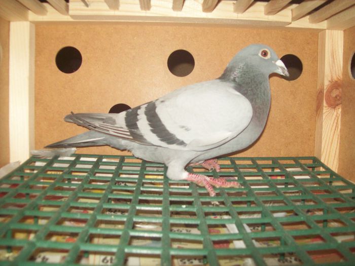 Hausi Victor - Porumbei reproducatori