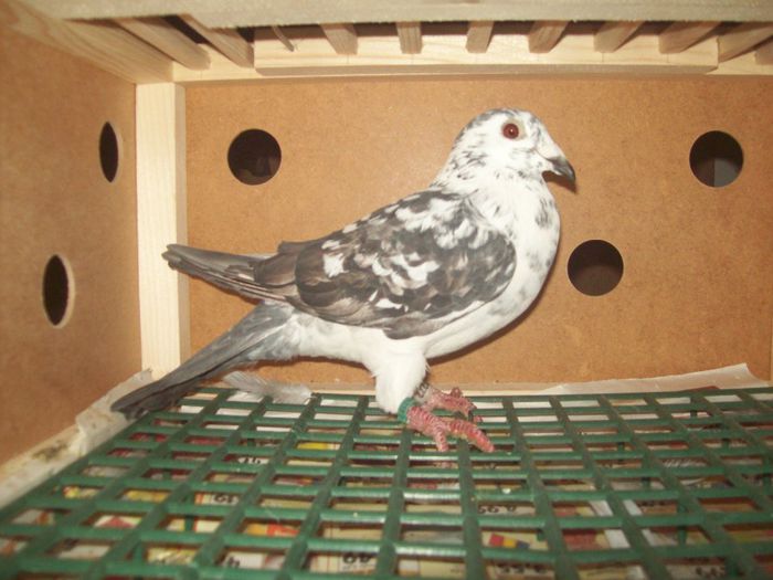 Hausi Victor; Mama ei: 0016259-Zburata Pandorf ca pui ~550 km.,Loc 984 Fond,Loc 500 General Maturi 2011
