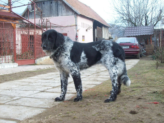 100_2201 - CIOBANESC DE BUCOVINA