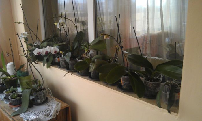IMAG0225 - orhidee