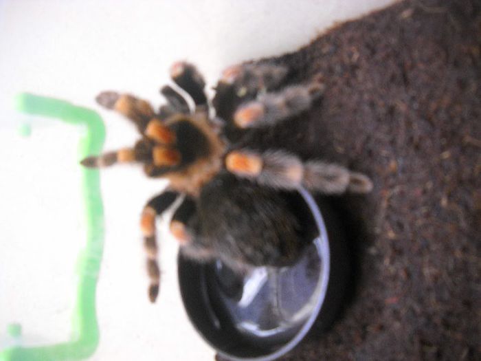 DSCN0015 - TARANTULA