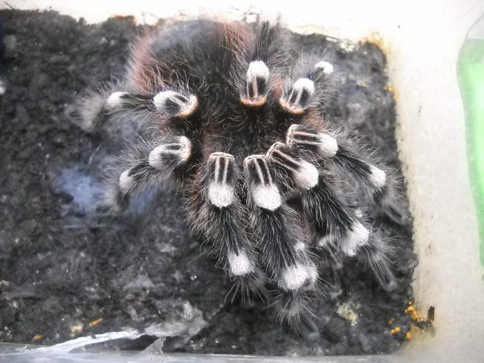 ACHANTOSCURIA GENICULATA - TARANTULA