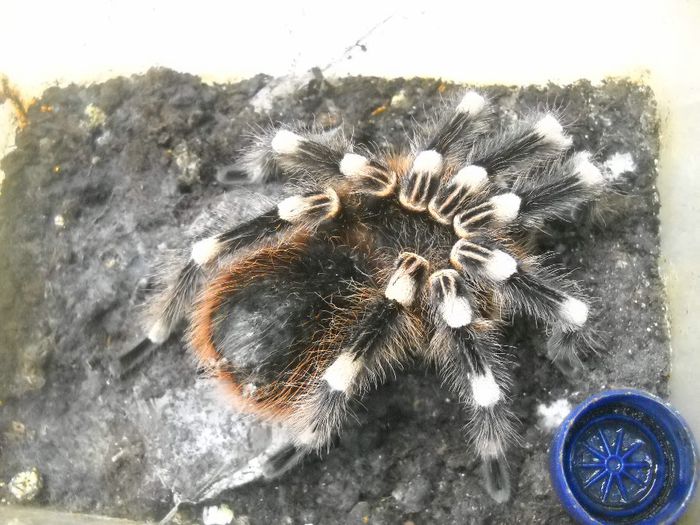 DSCN0018 - TARANTULA