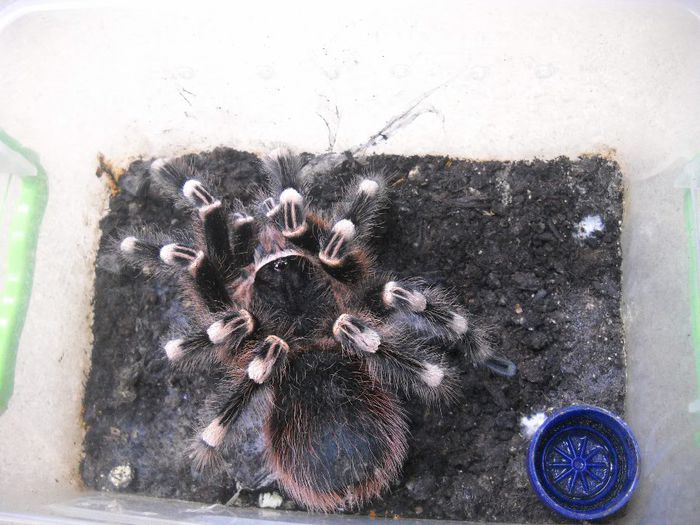 ACHANTOSCURIA GENICULATA - TARANTULA