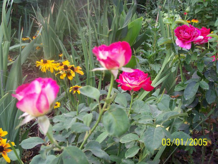 100_6195 - IN GRADINA