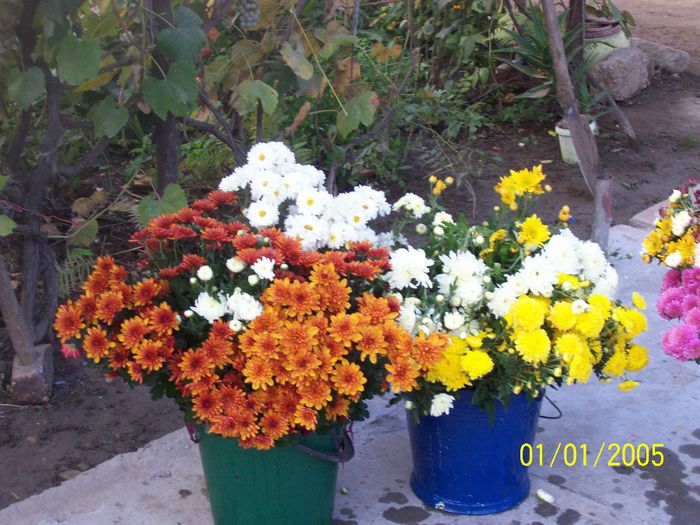100_7073 - IN GRADINA