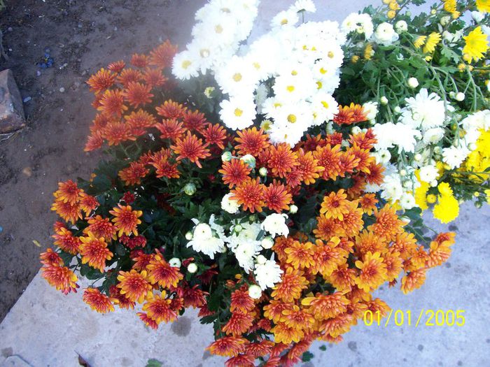 100_7075 - IN GRADINA