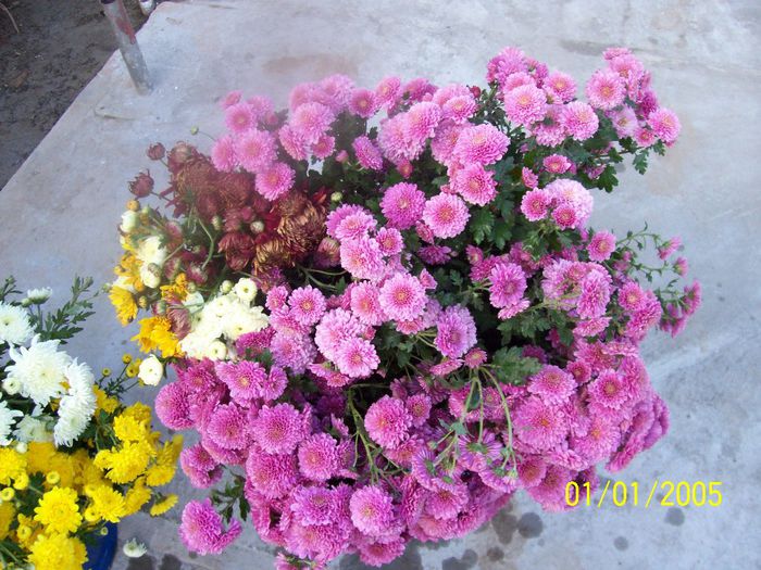 100_7077 - IN GRADINA