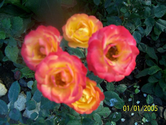 100_7110 - IN GRADINA