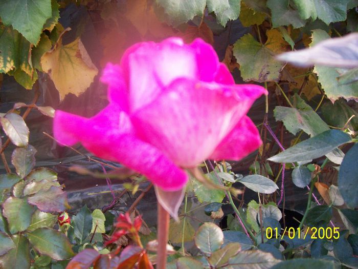 100_7121 - IN GRADINA