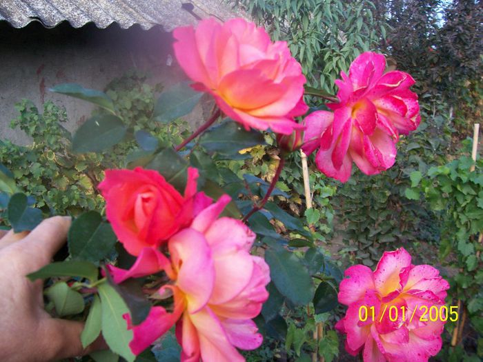 100_7137 - IN GRADINA