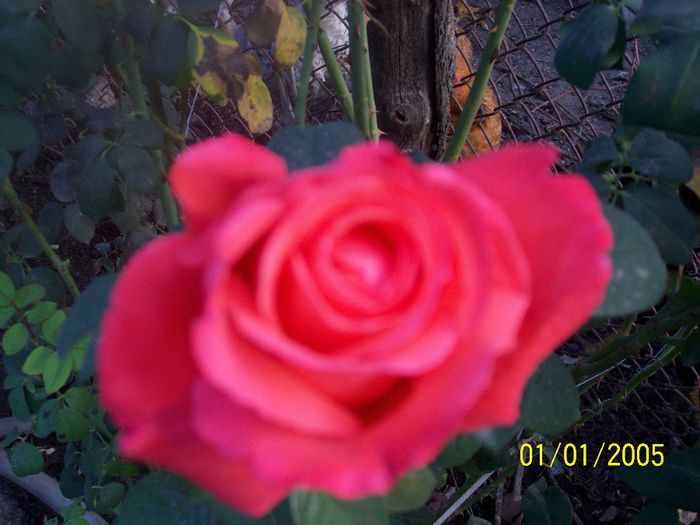 100_7145 - IN GRADINA