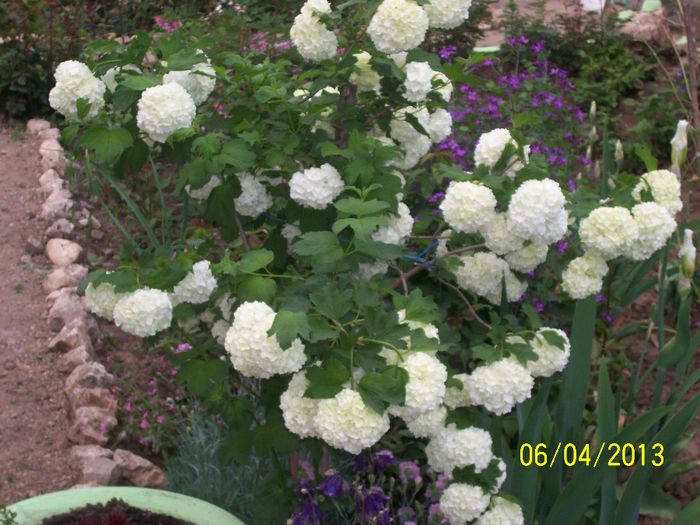 100_8774 - IN GRADINA