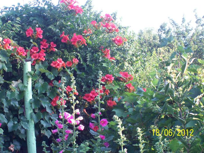 100_9953 - IN GRADINA