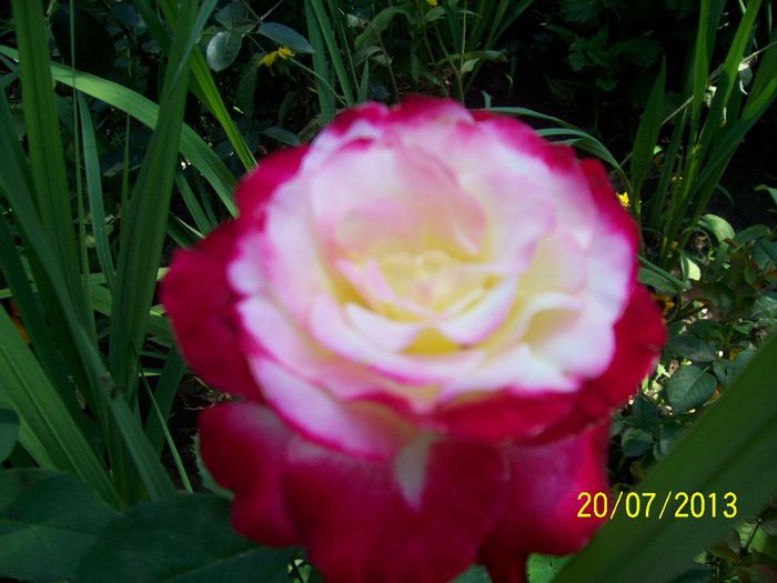 101_0747 - IN GRADINA