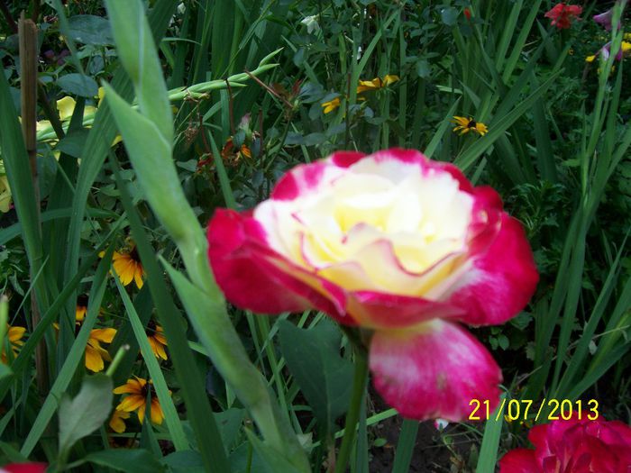 101_0751 - IN GRADINA