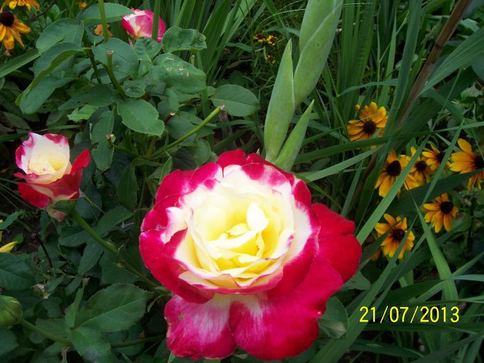 101_0754 - IN GRADINA