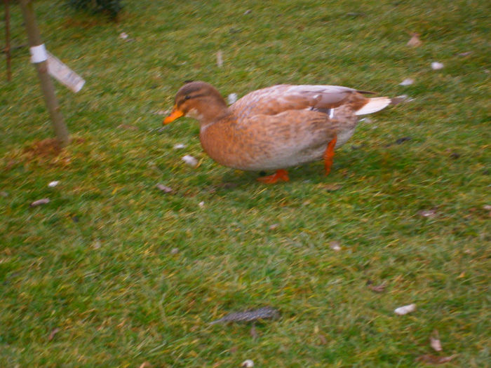 Caal-duck red-female - Rate Pitice Caal Duck