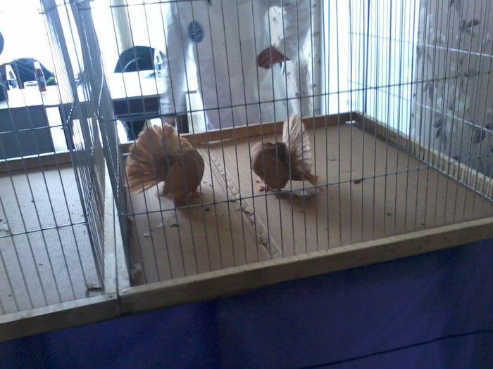 loc 1 si loc 2 - expozitie vcr timisoara 2014