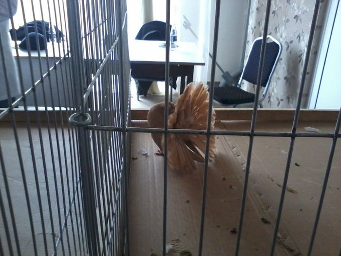 loc 1 97p avram sebi - expozitie vcr timisoara 2014