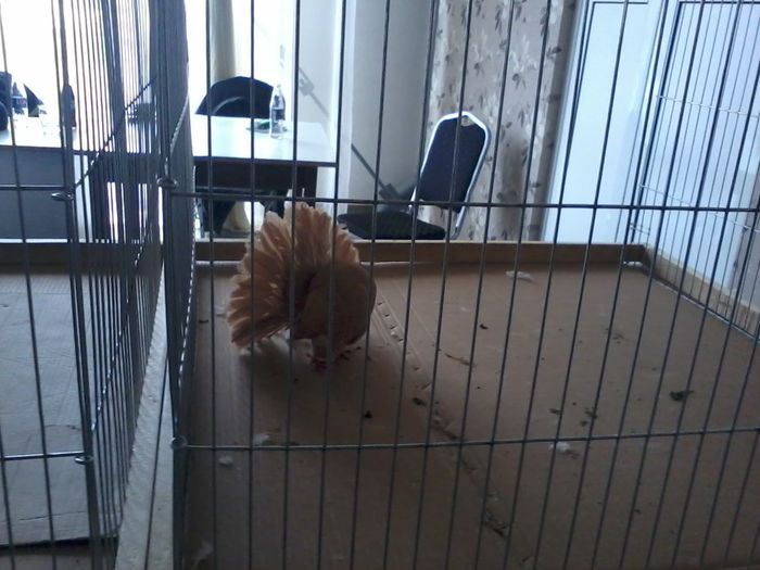 loc 2  96 puncte - expozitie vcr timisoara 2014