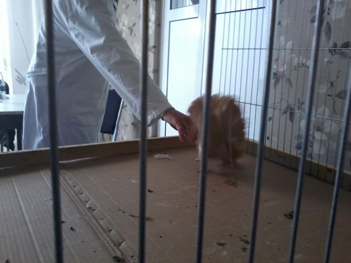 expo 2014 197 - expozitie vcr timisoara 2014