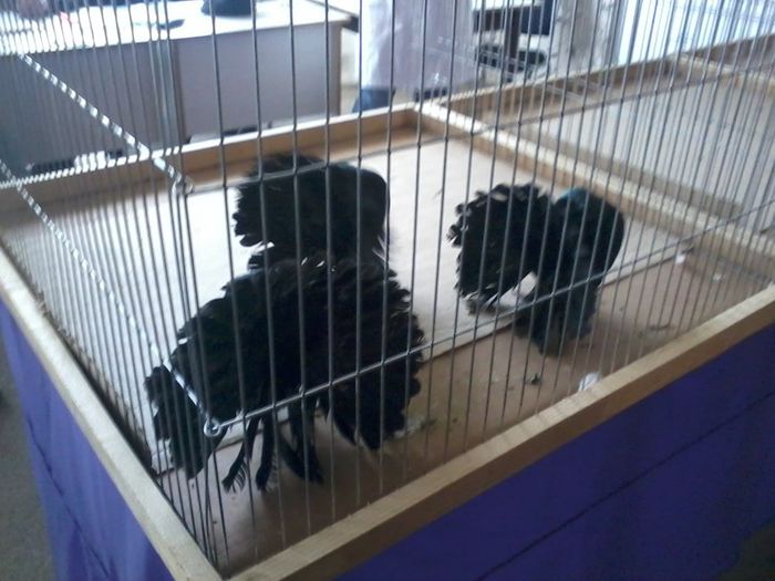 expo 2014 203 - expozitie vcr timisoara 2014