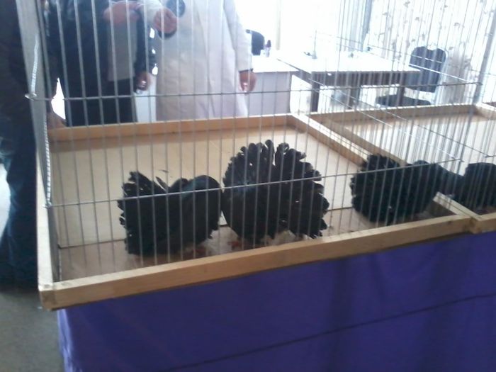 expo 2014 204 - expozitie vcr timisoara 2014