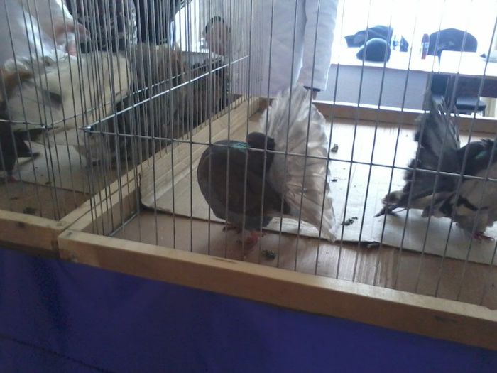 expo 2014 217 - expozitie vcr timisoara 2014