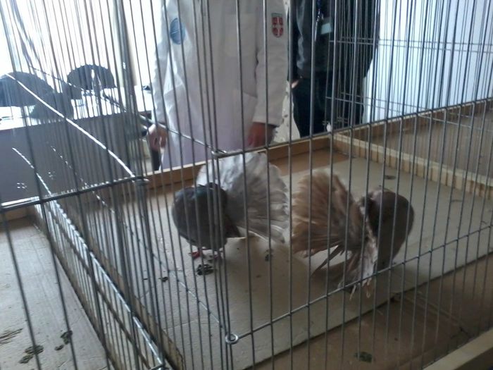 expo 2014 223 - expozitie vcr timisoara 2014