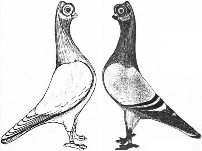 pigeon1 - peisaje