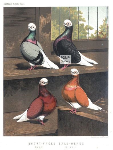 PIGEONS169