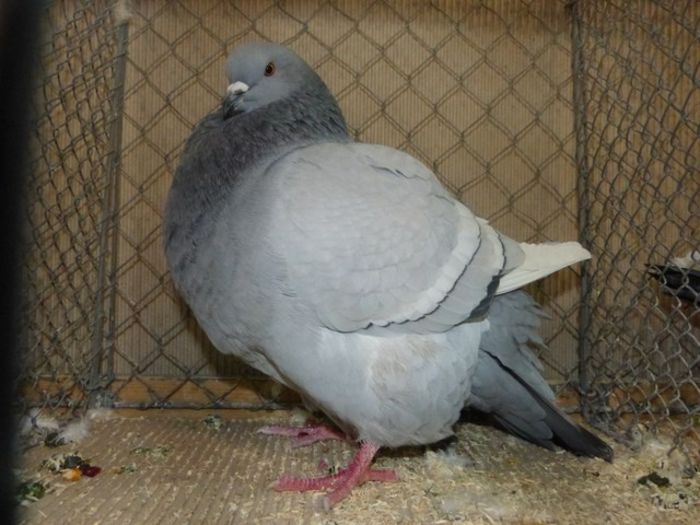 247