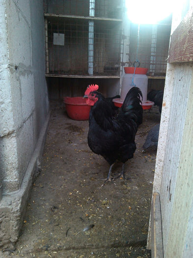 IMG_20131026_154351 - AUSTRALORP