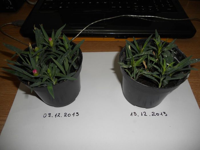 Cine credeti ca se pregateste sa infloreasca saptamina aceasta ???; Sa vezi veselie la mine la geam, dupa mai bine de o luna si jumatate de asteptat...
