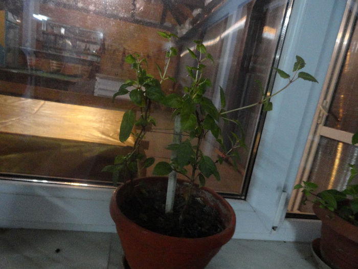 fucshia cercelus mix 2buc 25ron