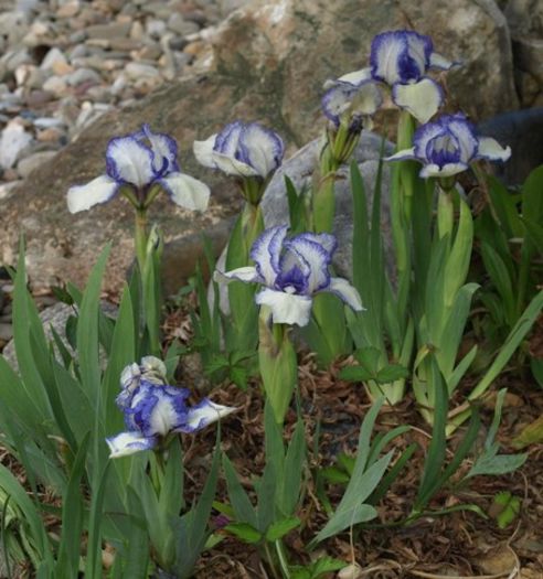 Iris pumila `Stitch Witch`