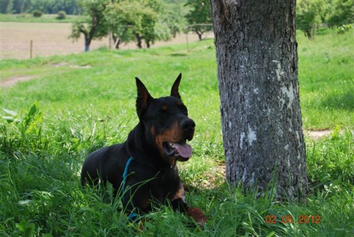 DSC_5841 - caini rasa doberman