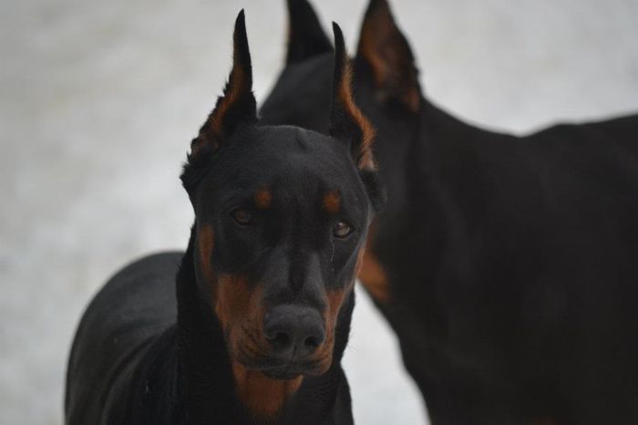 402742_354758787892137_425208217_n - caini rasa doberman