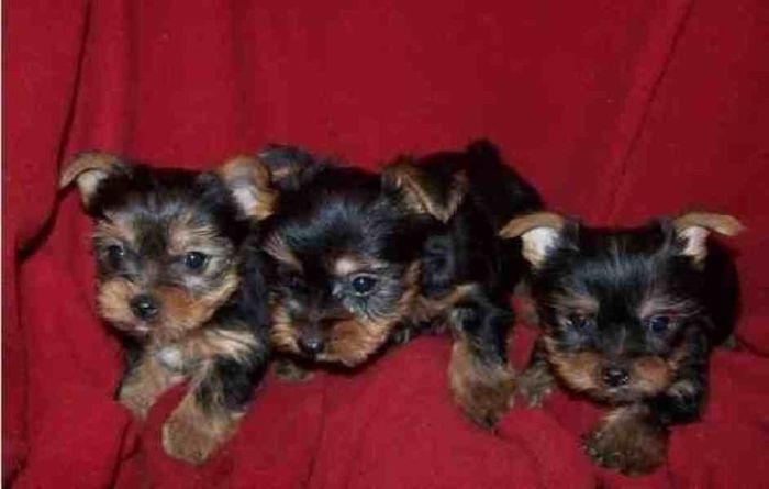  - Yorkshire terrier