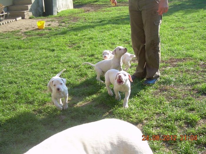  - Dog argentinian