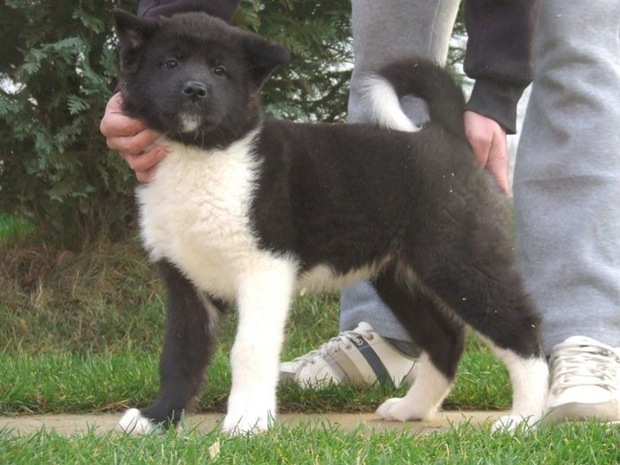 blaky - Akita american