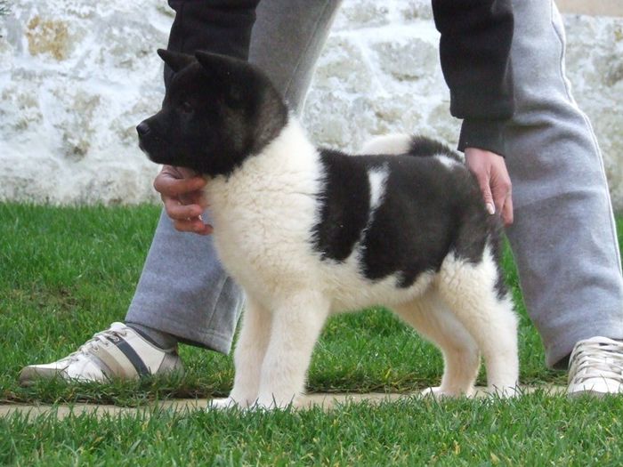 betty - Akita american