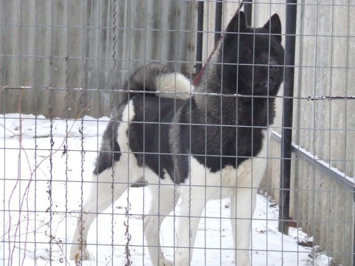 bruno - Akita american