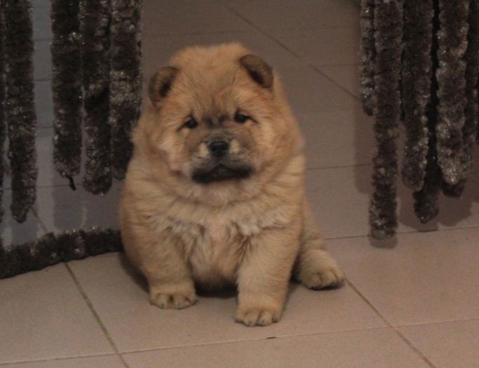  - Chow chow
